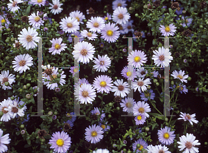 Picture of Symphyotrichum novi-belgii 'Climax'