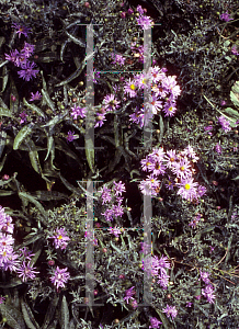 Picture of Symphyotrichum novi-belgii 'Connie Thrower'