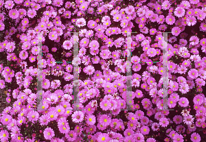 Picture of Symphyotrichum novi-belgii 'Elta'