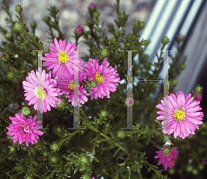 Picture of Symphyotrichum novi-belgii 'Elta'