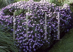 Picture of Symphyotrichum dumosum 'Lady in Blue'