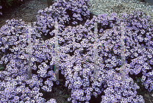 Picture of Symphyotrichum novi-belgii 'Prof. Anton Kippenberg'