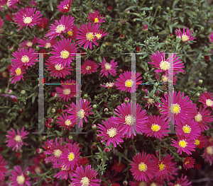 Picture of Symphyotrichum novi-belgii 'Winston Churchill'