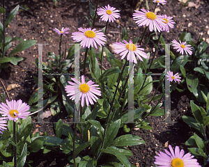 Picture of Aster flaccidus 