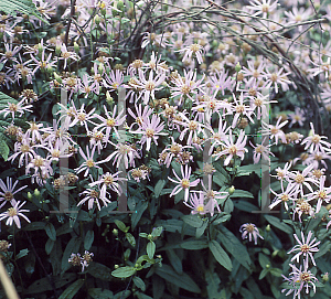 Picture of Aster radula 