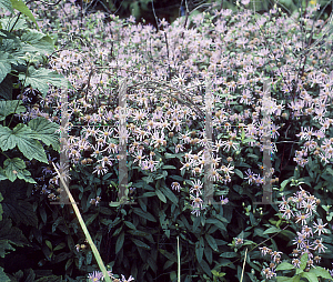 Picture of Aster radula 