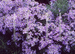 Picture of Aster sedifolius 'Nanus'