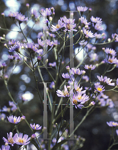 Picture of Aster tataricus 