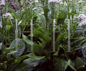 Picture of Aster tataricus 'Jindai'