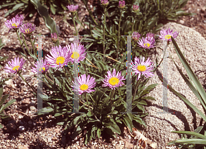 Picture of Aster flaccidus 