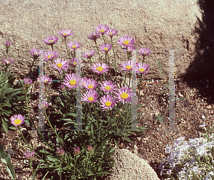 Picture of Aster flaccidus 