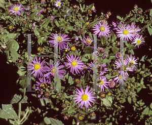 Picture of Aster trinervius ssp. ageratoides 