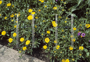 Picture of Asteriscus maritimus 'Gold Coin'