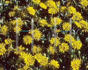 Picture of Asteriscus maritimus 'Double Gold Coin'