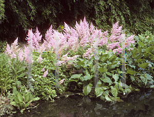 Picture of Astilbe x arendsii 'Amethyst'