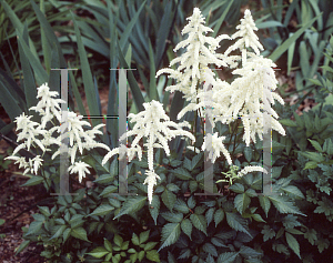 Picture of Astilbe x arendsii 'Bridal Veil (Brautschleir)'