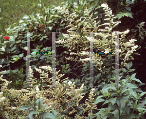 Picture of Astilbe x arendsii 'Bridesmaid'