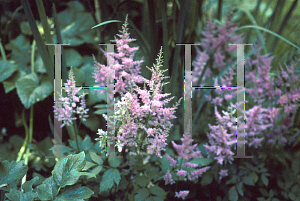 Picture of Astilbe x arendsii 'Catherine Deneuve'