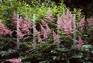 Picture of Astilbe x arendsii 'Cattleya'