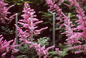 Picture of Astilbe x arendsii 'Cattleya'