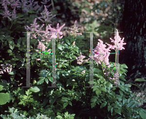 Picture of Astilbe x arendsii 'Erika'