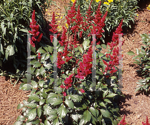 Picture of Astilbe x arendsii 'Fanal'