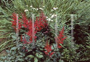 Picture of Astilbe x arendsii 'Fanal'