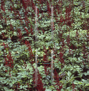 Picture of Astilbe x arendsii 'Fanal'