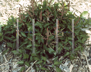 Picture of Astilbe x arendsii 'Hyacinth'