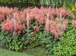 Picture of Astilbe x arendsii 'Rheinland'