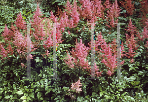 Picture of Astilbe x arendsii 'Rheinland'