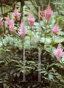 Picture of Astilbe x arendsii 'Rheinland'