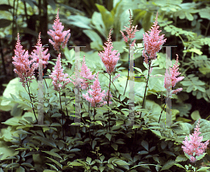 Picture of Astilbe x arendsii 'Rheinland'