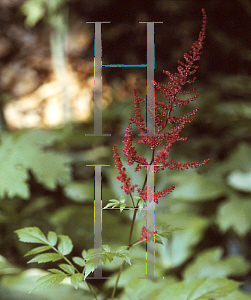 Picture of Astilbe x arendsii 'Spinell'