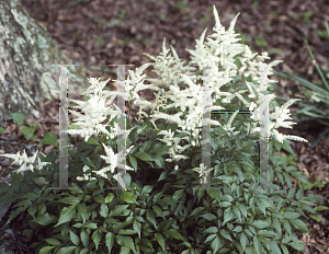 Picture of Astilbe japonica 'Washington'