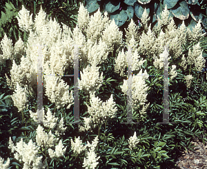 Picture of Astilbe x arendsii 'White Gloria (Weisse Gloria)'