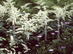 Picture of Astilbe x arendsii 'Bridal Veil (Brautschleir)'