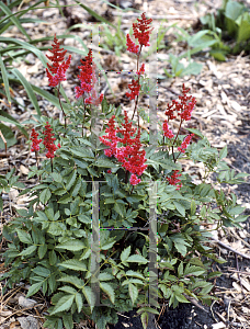 Picture of Astilbe x arendsii 'August Light (Augustleuchten)'