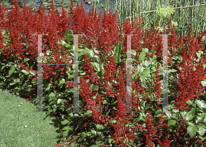 Picture of Astilbe x arendsii 'Etna'