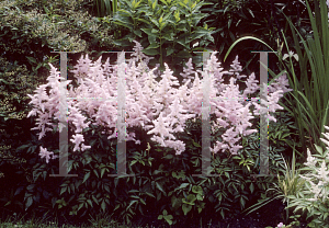 Picture of Astilbe japonica 'Europa'