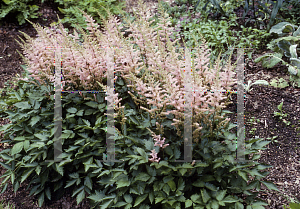 Picture of Astilbe chinensis 'Finale'