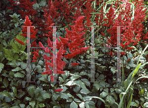 Picture of Astilbe x arendsii 'Gertrud Brix'