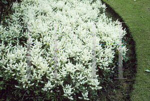 Picture of Astilbe x arendsii 'Gladstone'