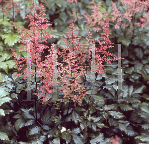 Picture of Astilbe japonica 'Vesuvius'