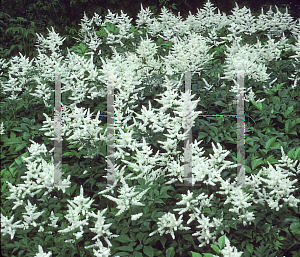 Picture of Astilbe x arendsii 'White Gloria (Weisse Gloria)'