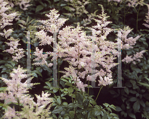 Picture of Astilbe x arendsii 'Kwell'