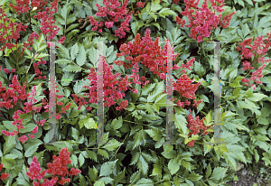 Picture of Astilbe japonica 'Koblenz'