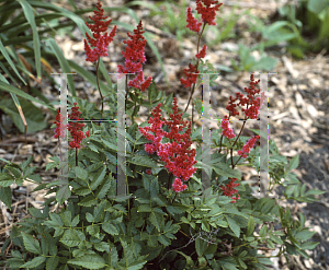 Picture of Astilbe x arendsii 'August Light (Augustleuchten)'