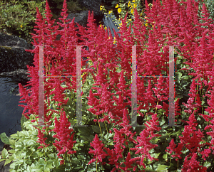 Picture of Astilbe japonica 'Bonn'