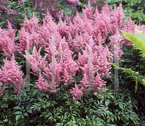 Picture of Astilbe japonica 'Bremen'
